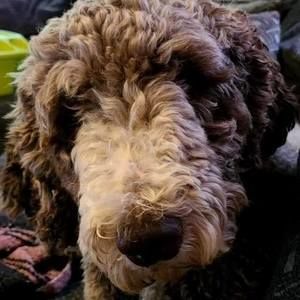 Meet your Posher, Mark